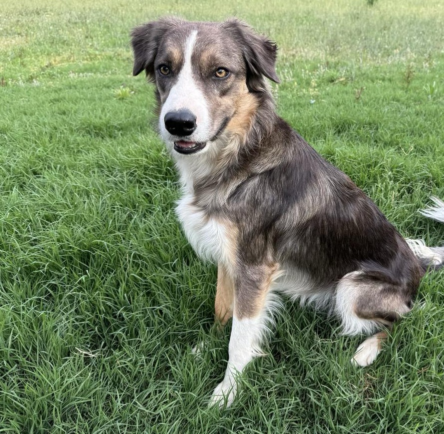Cooper the sunset in the desert