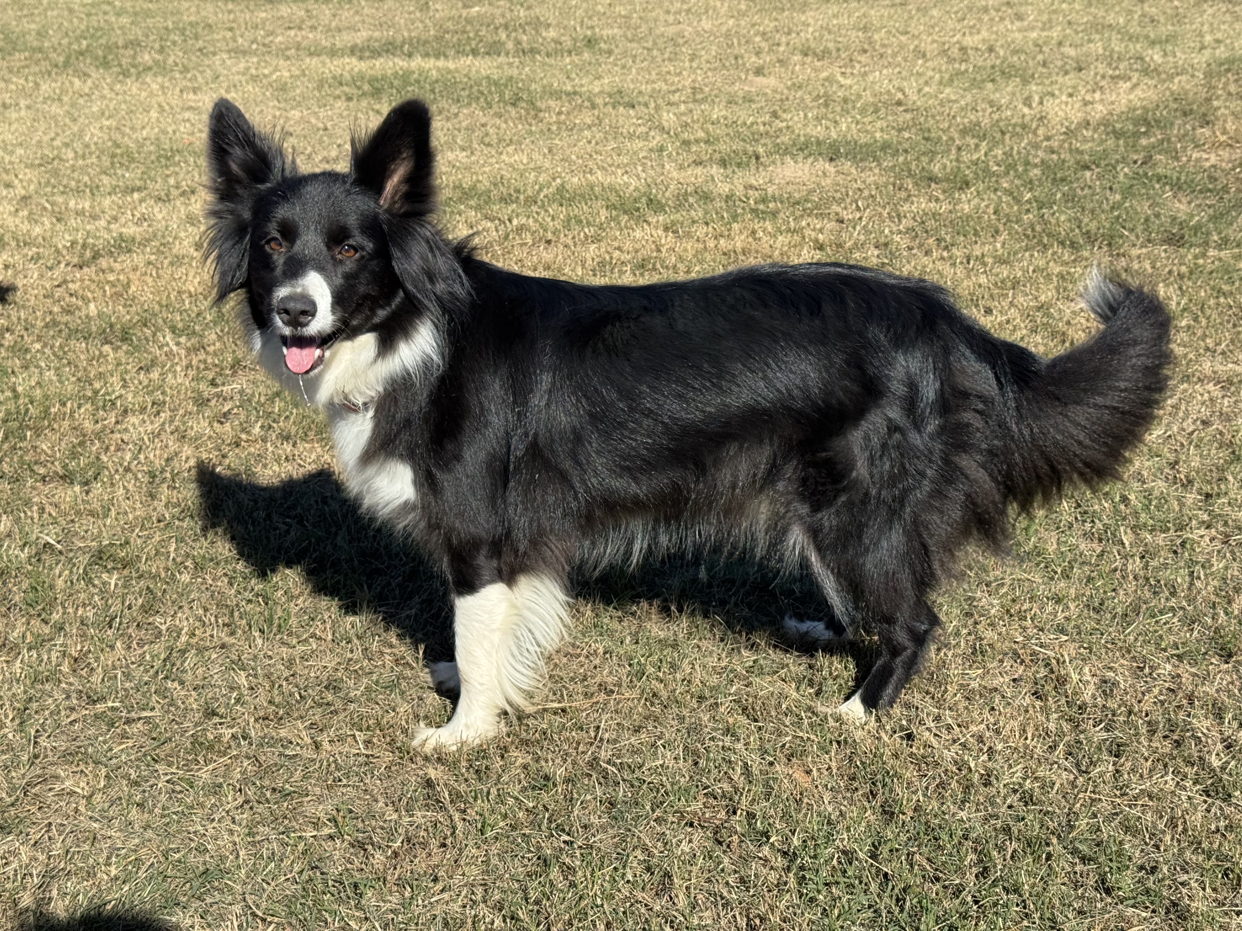 Coco Chanel from Wiggles 4 life