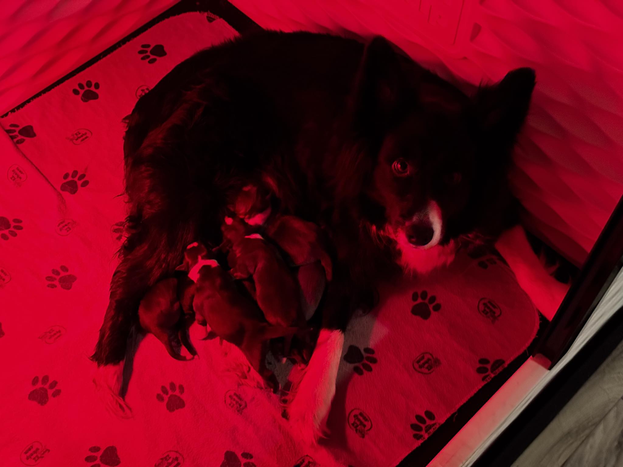 Coco - Cooper Litter Jan 2026