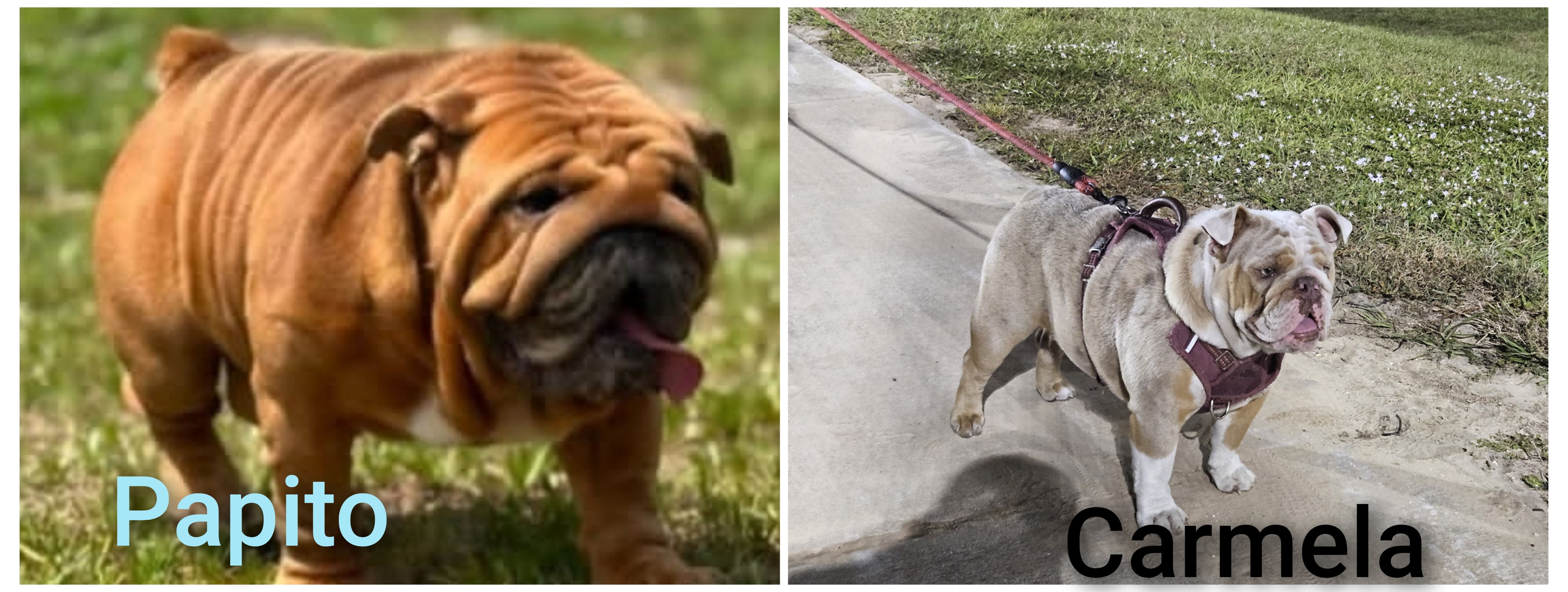 Papito and carmela 2026